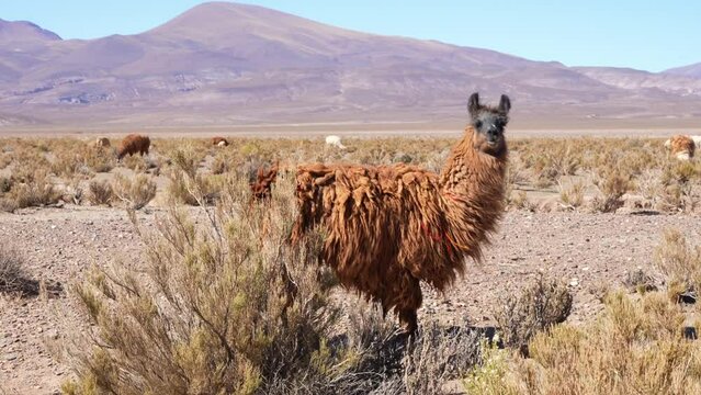 Herd of llamas in northern Argentina. Llamas are South American camelids that live in the high mountain regions of the Andes