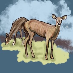 deer in the forest illustration deer, two deer eating grass, two deer grazing in the meadow, animals, artiodactyl animals