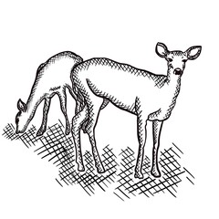 silhouette of a deer