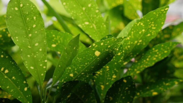 A vivid green leaf adorned with striking yellow spots. This natural detail captures the beauty of botanical diversity, offering a glimpse into the intricate patterns. High quality 4k footage