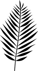 Palm leaves with white background, Vector Illustration