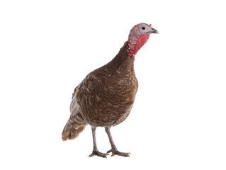 red bourbon turkey female isolated on a white background