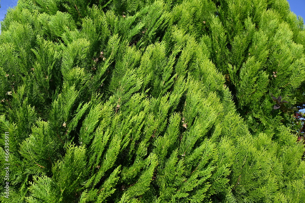 Wall mural Chinese arborvitae ( Platycladus orientalis ). Cupressaceae evergreen coniferous tree native to China. In autumn, the cones turn from gray-blue to brown and then open.