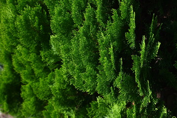 Chinese arborvitae ( Platycladus orientalis ). Cupressaceae evergreen coniferous tree native to China. In autumn, the cones turn from gray-blue to brown and then open.