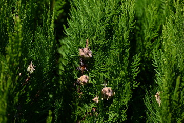 Chinese arborvitae ( Platycladus orientalis ). Cupressaceae evergreen coniferous tree native to China. In autumn, the cones turn from gray-blue to brown and then open.