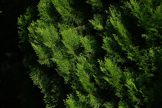Chinese arborvitae ( Platycladus orientalis ). Cupressaceae evergreen coniferous tree native to China. In autumn, the cones turn from gray-blue to brown and then open.