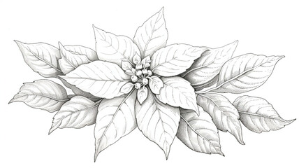 Coloring page poinsettia Generative AI
