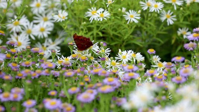 Orange butterfly sitting on a white flower - the butterfly is Polygonia