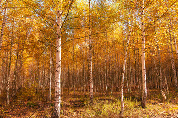 Young birch forest in autumn. Nature