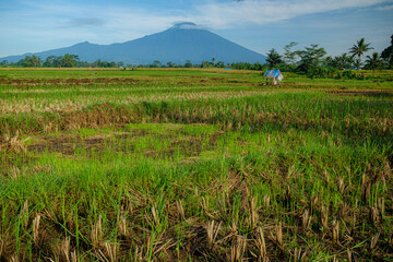 The countryside is still green and beautiful away from the hustle and bustle of the city.
