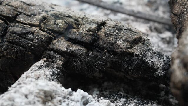 A close up take of formations in logs after fire.