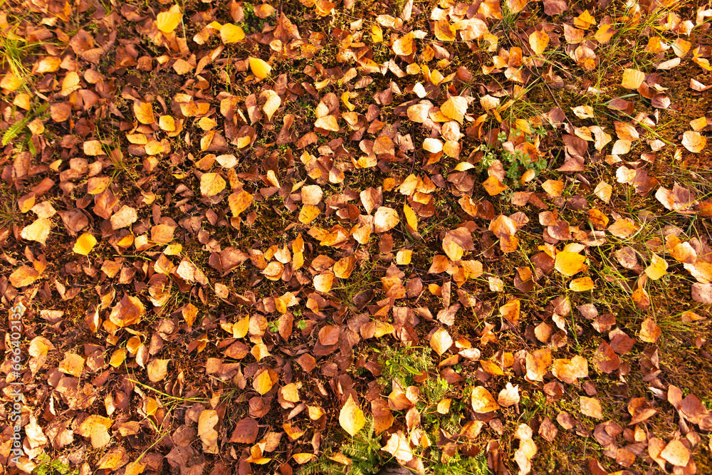 Sticker Fallen leaves from a tree on the ground as a background. Autumn