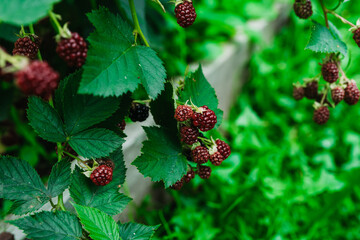 Unripe red blackberry growing in the garden. Selective focus.