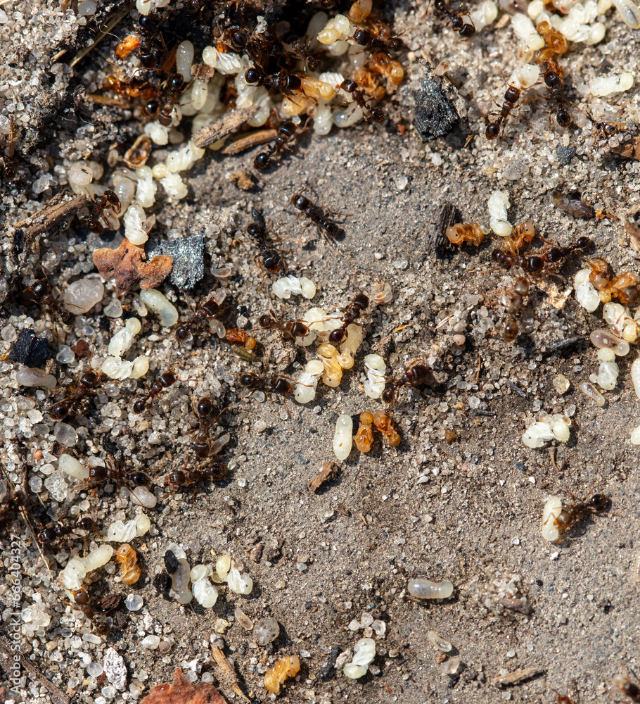 Sticker Close up of red ant eggs. Macro