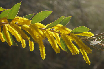 Yellow flowers of Mountford's wattle (Acacia mountfordiae), Western Australia