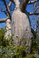 Trunk of a Boab tree (Adansonia gregorii) with white bark in Australian outback, Northern Territory, Australia