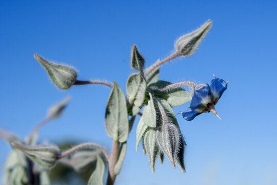 Flowering camel bush (Trichodesma zeylandicum) with blue flower and hairy buds, Western Australia