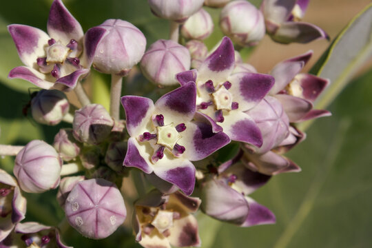 Flowers of the sodom&acute;s apple milkweed (Calotropis procera), Bungle Bungle range, Western Australia