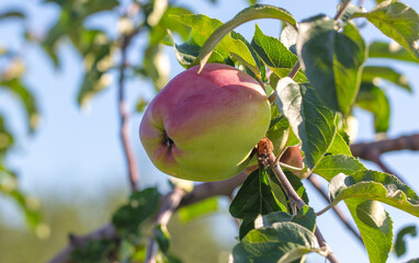 Ripe apples on tree branches in summer