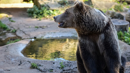 Large hairy bear sits in spacious enclosure in menagerie basking in fine weather. Big animal enjoying simple pleasures of life under sun in zoo