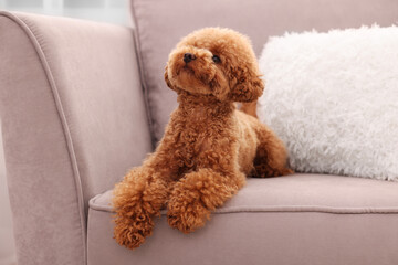 Cute Maltipoo dog resting on armchair. Lovely pet