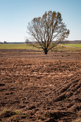 Autumn village landscape. An oak tree in the middle of a plowed field.