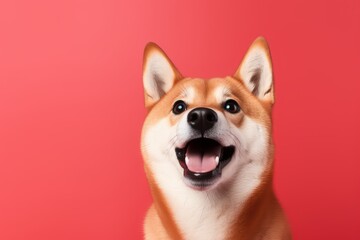 Studio headshot portrait of surprised dog on bright colors studio background