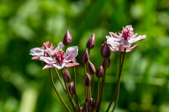 Butomus umbellatus, Flowering Rush. Wild plant shot in summer.