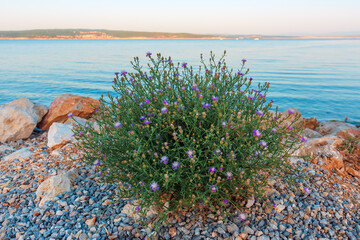 Spotted knapweed as Adriatic sea coast - obrazy, fototapety, plakaty