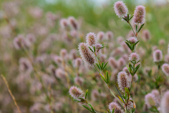 Trifolium arvense closeup. Fluffy clover in a meadow. Summer flora growing in the field. Colorful bright plants. Selective focus on the details, blurred background