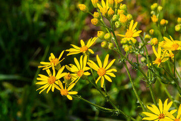 Yellow flowers of Senecio vernalis closeup on a blurred green background. Selective focus