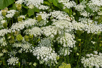 Daucus carota known as wild carrot blooming plant