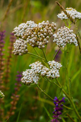 Common yarrow Achillea millefolium white flowers close up, floral background green leaves. Medicinal organic natural herbs, plants concept. Wild yarrow, wildflower