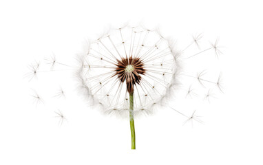 Delicate Dandelion Blossom on White or PNG Transparent Background.