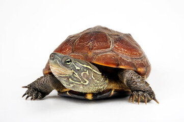 Chinese pond turtle // Chinesische Dreikielschildkröte (Mauremys reevesii)
