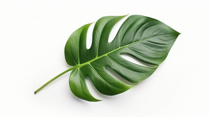 Green tropical leaf isolated on white background