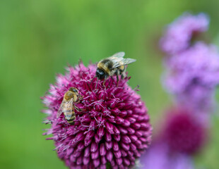 bee on a flower