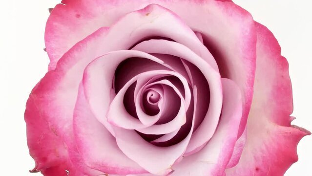 Soft pink rose rotating on white background. Macro shot. Bud closeup. Blooming pink rose flower open. Production Close-Up. Natural cosmetics production for hair and skin care. Essential perfume. 4k