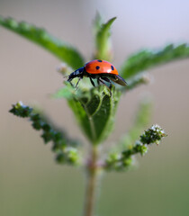 ladybird on a flower