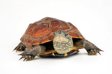 Chinese pond turtle // Chinesische Dreikielschildkröte (Mauremys reevesii)