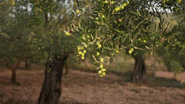 Olive branch with olives ready for harvesting extra virgin olive oil
