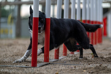 The Border collie dog breed faces the hurdle of slalom in dog agility competition.
