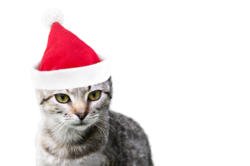 A cat in a Santa Claus hat isolated on a transparent background.