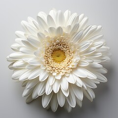 Beautiful Gerbera White,Hd, On White Background