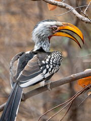 Rotringtoko © Peter