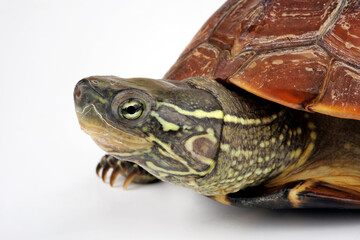 Chinesische Dreikielschildkröte // Chinese pond turtle (Mauremys reevesii)