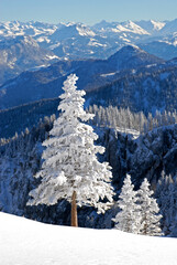 Snowcapped fir tree in the mountains