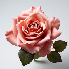 Coral Rose ,Hd, On White Background