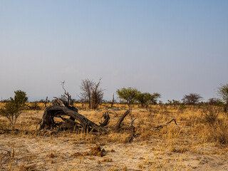 Botswana