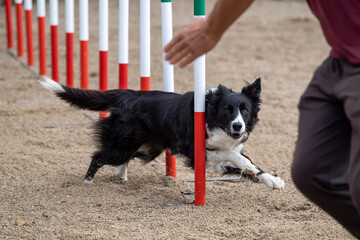 The Border collie dog breed faces the hurdle of slalom in dog agility competition. Stimulated by the handler.
